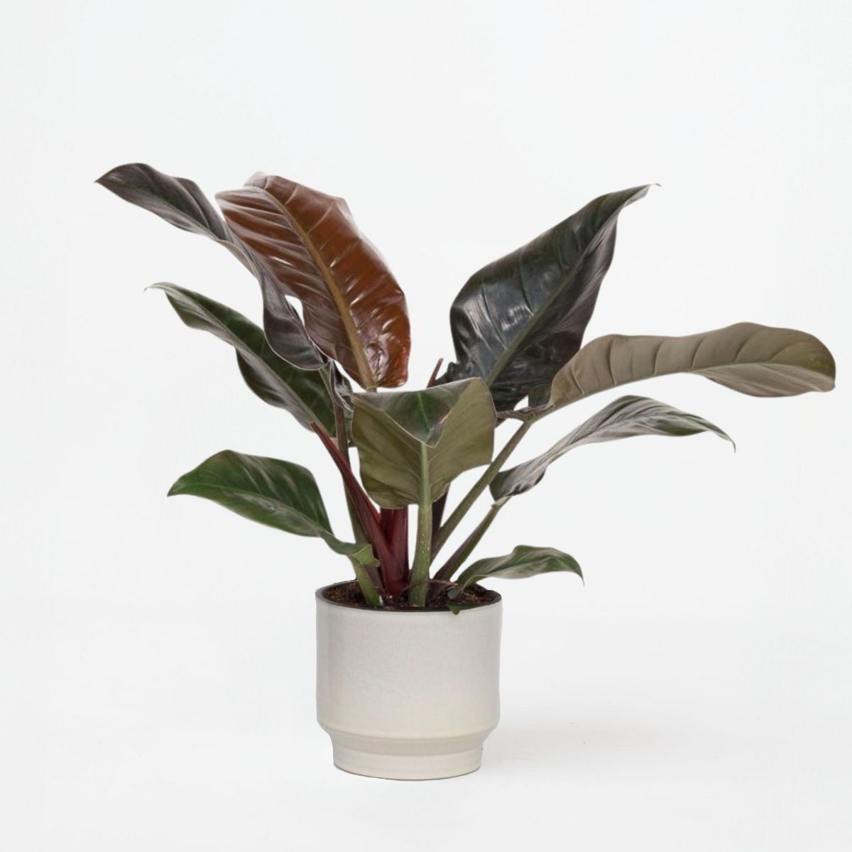 PLANT IN A BOX Plante verte - Philodendron 'Imperial Red' - Hauteur 50cm - ⌀19cm