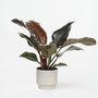 Voir la diapositive 6 : PLANT IN A BOX Plante verte - Philodendron 'Imperial Red' - Hauteur 50cm - ⌀19cm