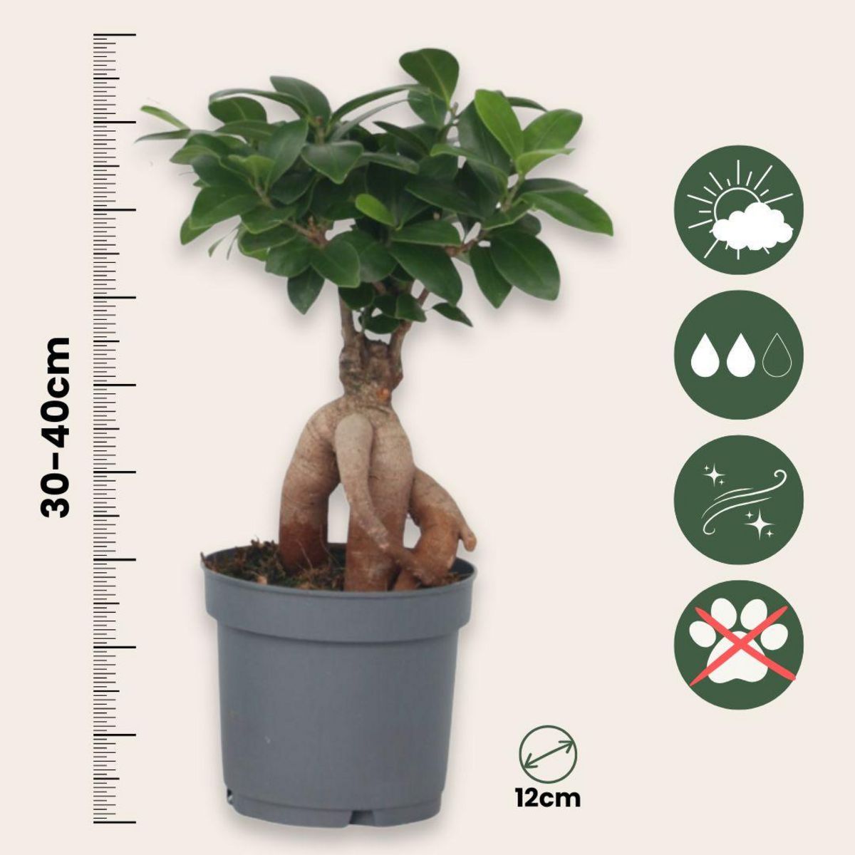 PLANT IN A BOX Bonsaï - Set de 4 - Ficus microcarpa - Hauteur 30-40cm - ⌀12cm