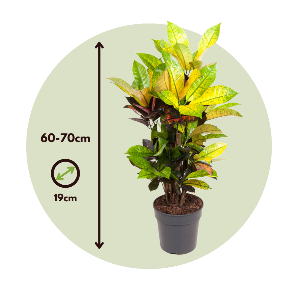 PLANT IN A BOX Croton - Codiaeum variegatum 'Mrs. Iceton' - Hauteur 60-70cm - ⌀19cm