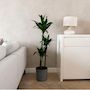 Voir la diapositive 5 : PLANT IN A BOX Dragonnier - Dracaena deremensis 'Janet Craig' - Hauteur 140-150cm - ⌀24cm