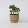Voir la diapositive 6 : PLANT IN A BOX Arbre de jade - Crassula ovata 'Minor' - Hauteur 60-65cm - ⌀30cm