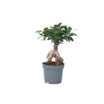 PLANT IN A BOX Bonsaï - Ficus microcarpa - Hauteur 30-40cm - ⌀12cm