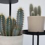 Voir la diapositive 3 : PLANT IN A BOX Mélange de cactus - Lot de 6 - Cactus - Hauteur 15-20cm - ⌀10,5cm