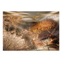 Voir la diapositive 2 : Paris Prix Papier Peint  Dandelions' World Gold
