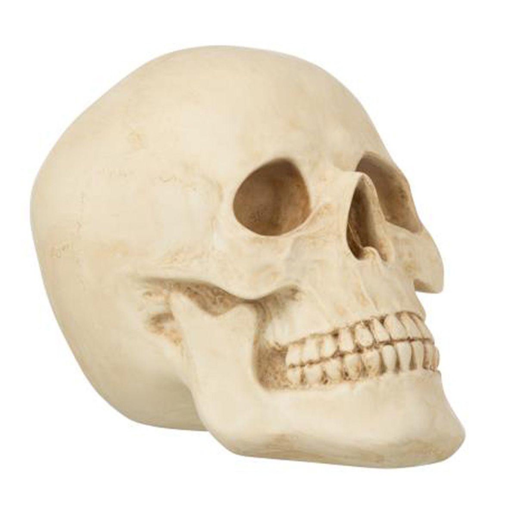 J-LINE Statuette Déco  Crâne  27cm Naturel