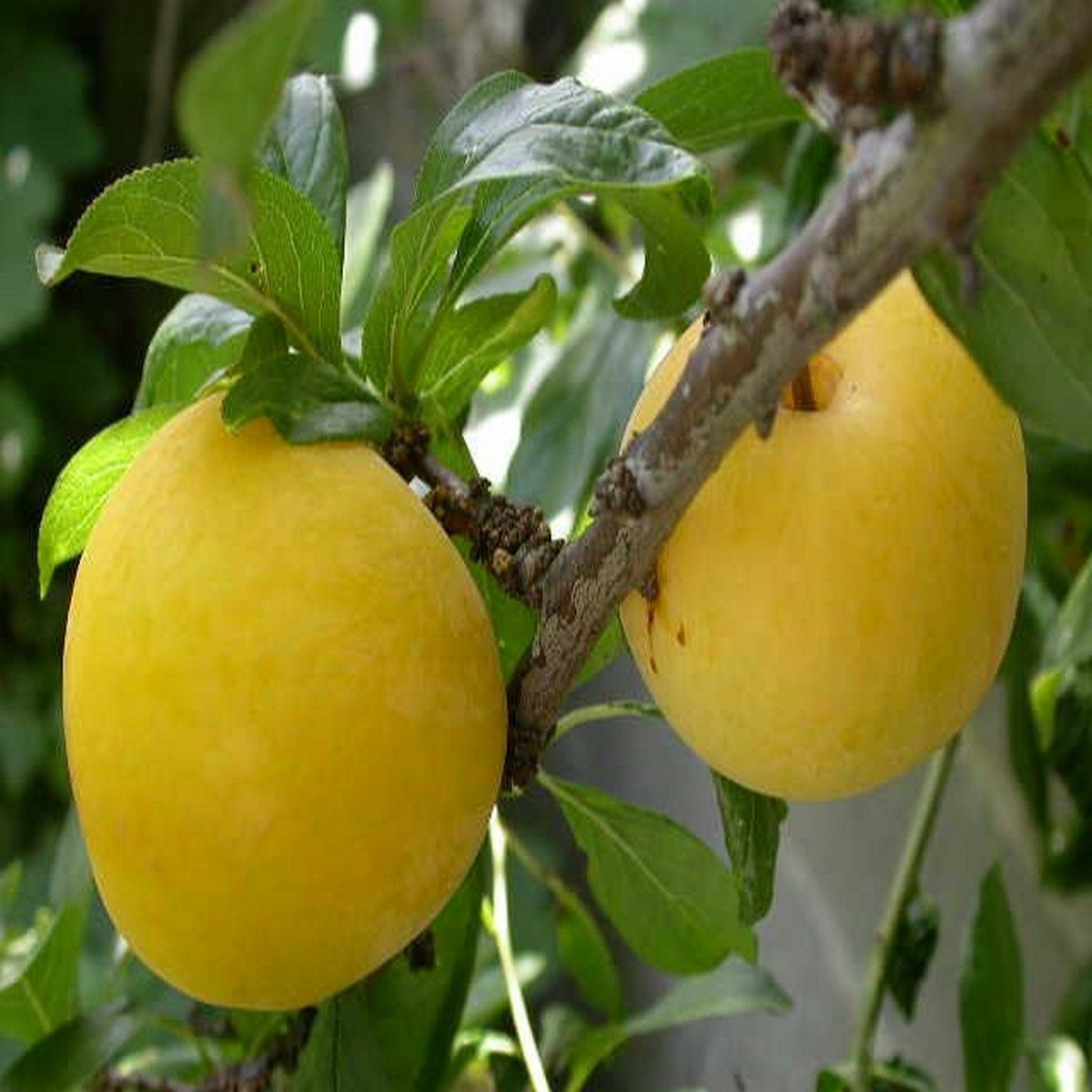 Prunier Golden Japan