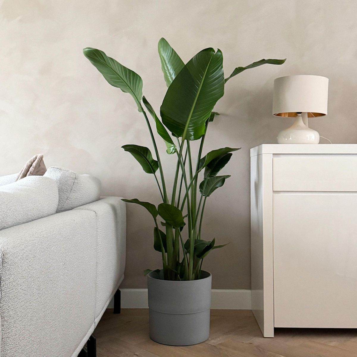 PLANT IN A BOX Oiseau de paradis - Strelitzia nicolai - Hauteur 150-170cm - ⌀28cm