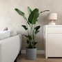 Voir la diapositive 4 : PLANT IN A BOX Oiseau de paradis - Strelitzia nicolai - Hauteur 150-170cm - ⌀28cm