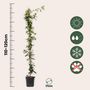 Voir la diapositive 2 : PLANT IN A BOX Jasmin étoilé - Set de 2 - Trachelospermum jasminoides - H110-120cm - ⌀17cm