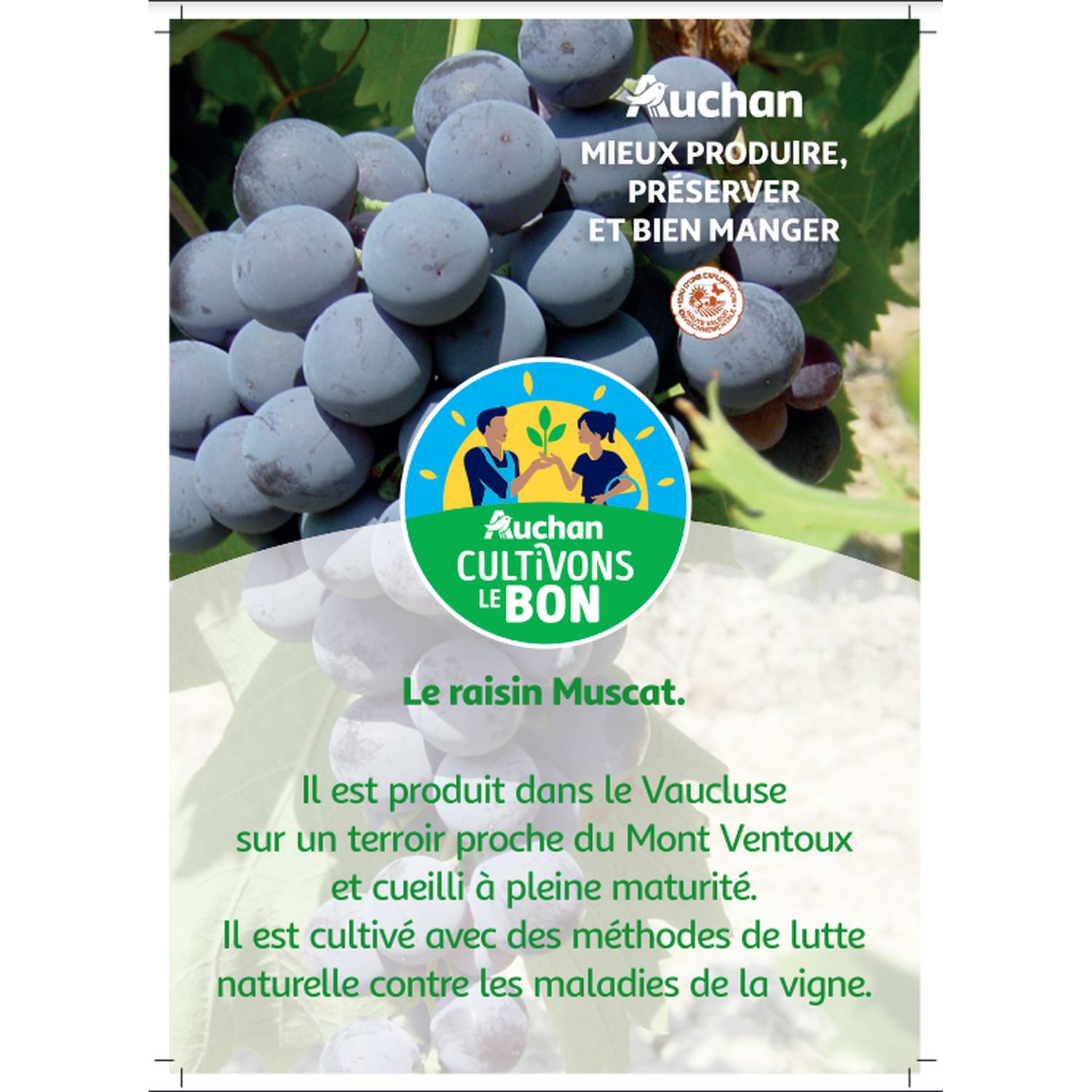Voir la diapositive 2 : CULTIVONS LE BON Raisins Muscat 750g