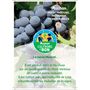 Voir la diapositive 2 : CULTIVONS LE BON Raisins Muscat 750g