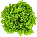 Salade batavia 1 pièce