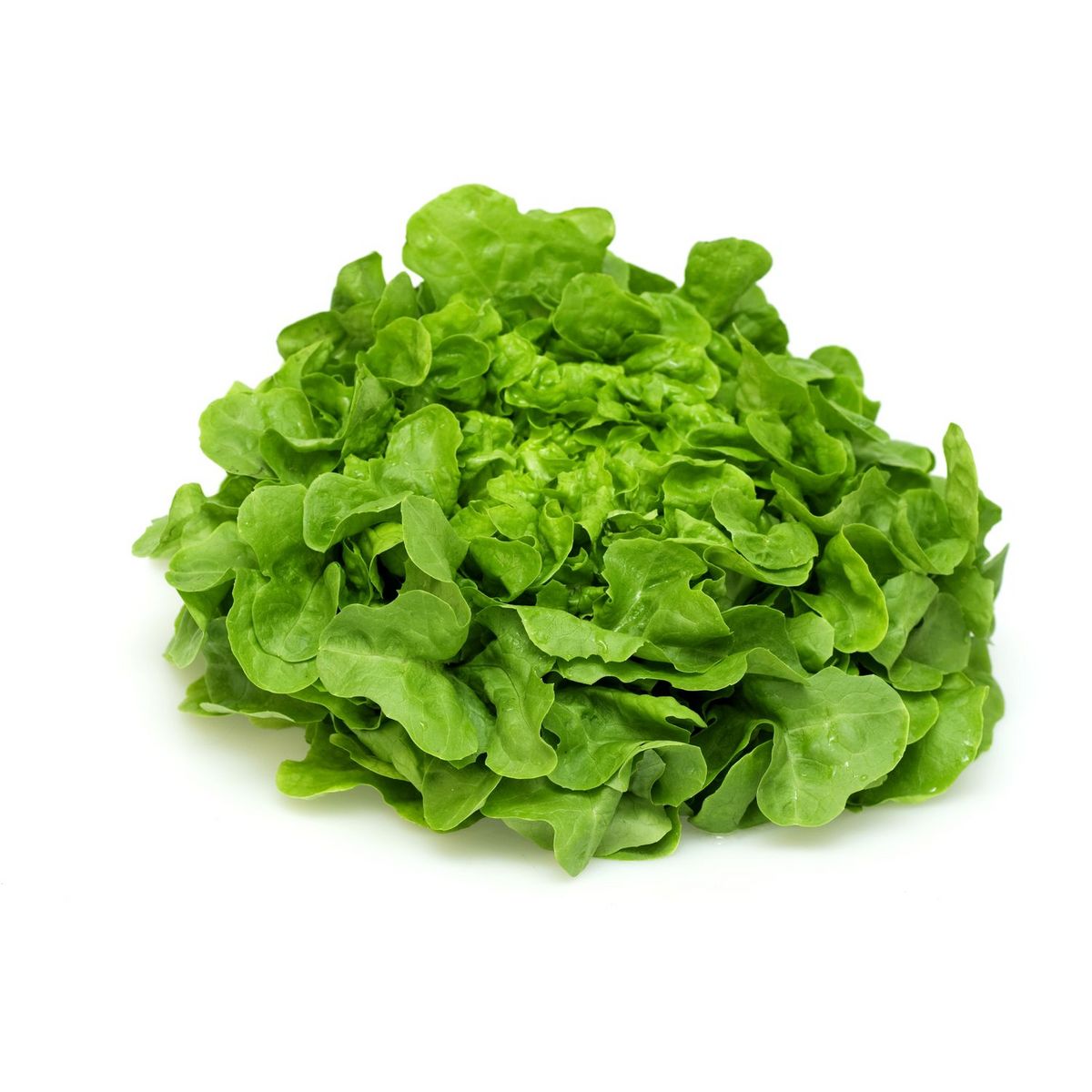 Salade feuille de chêne blonde 1 pièce