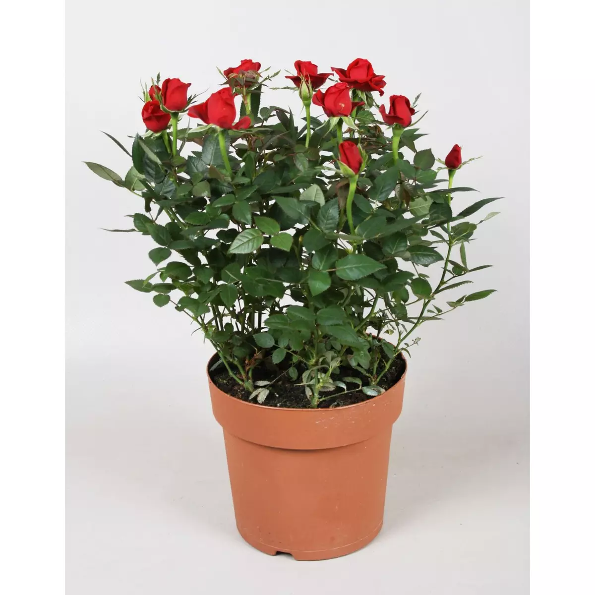 Fleurs - Mini rosier pot de 12 cm 1 pièce