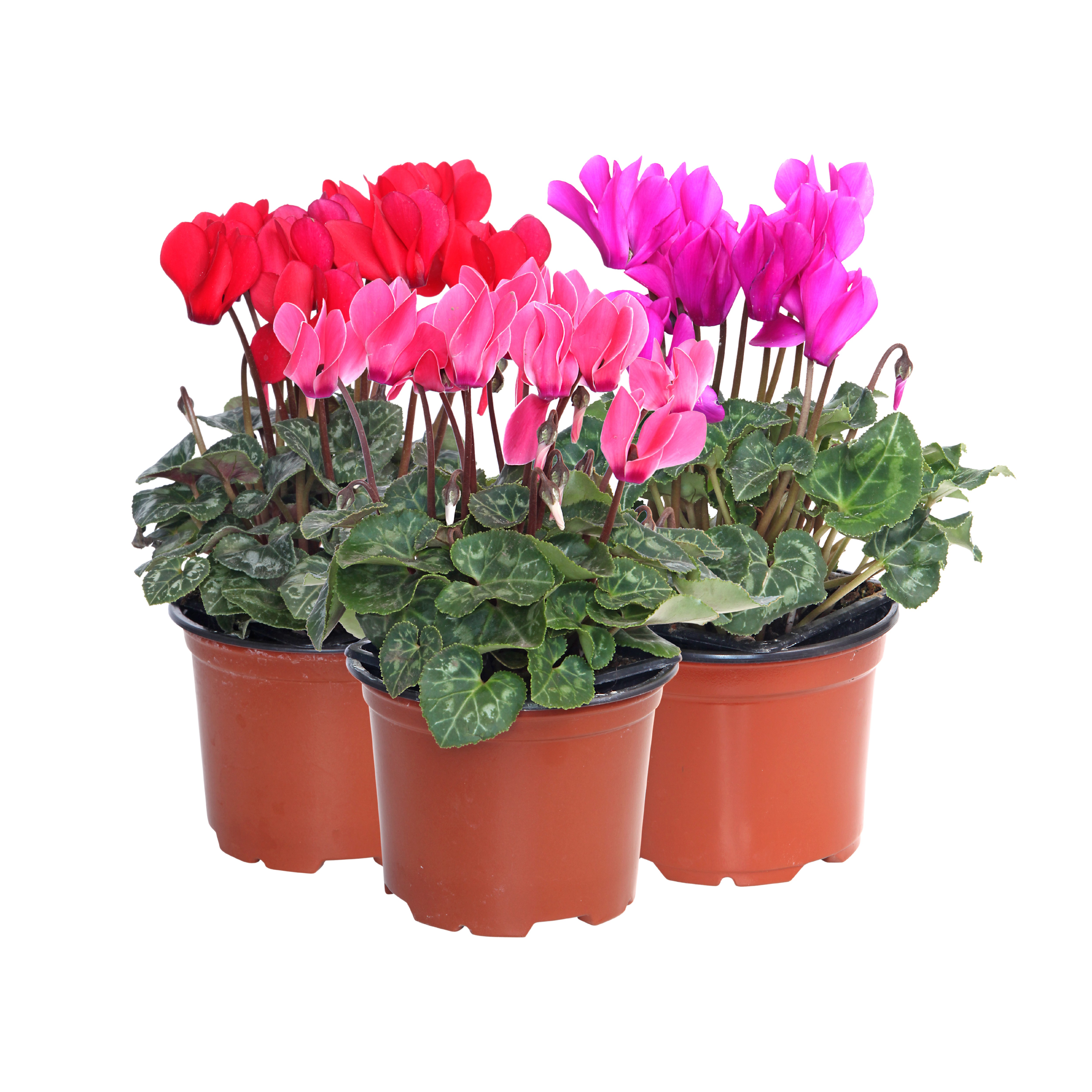 FLEURS Pot de Cyclamen 1 pot