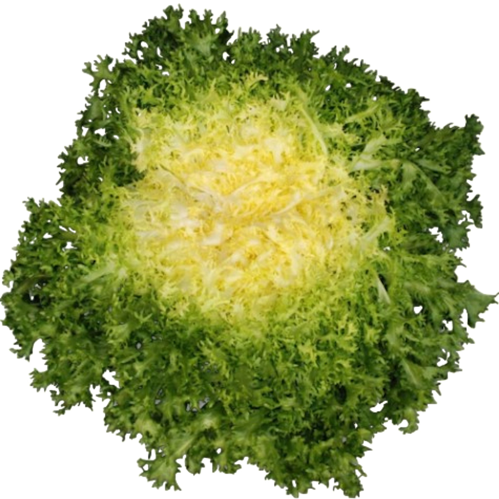Salade frisée 1 pièce