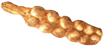 Ail fumé 12 têtes