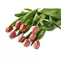 FLEURS Bouquet de 10 tulipes bicolores (ton chaud) 1 bouquet
