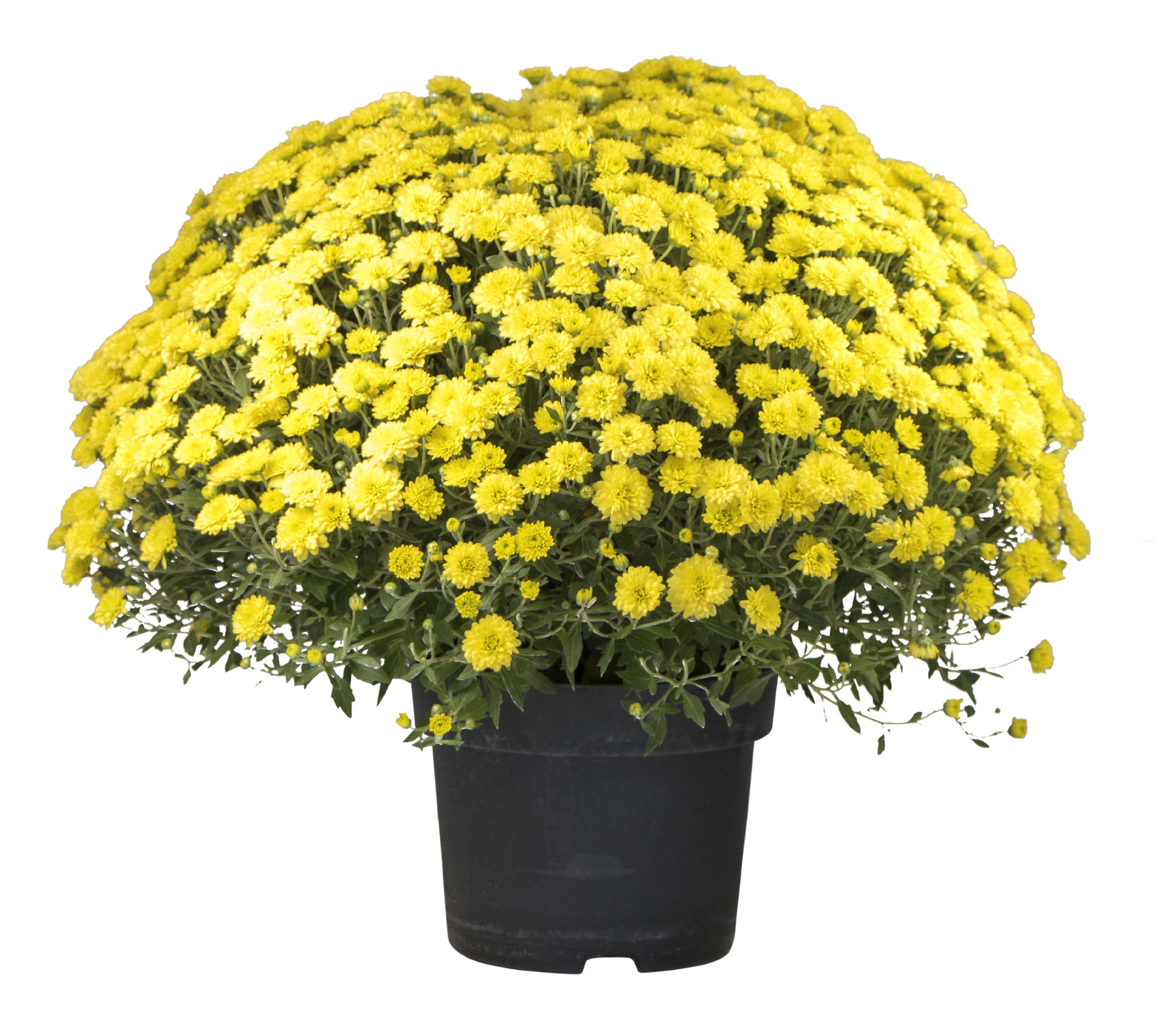 Voir la diapositive 2 : FLEURS Pomponettes différents coloris disponible en point de vente 1 pot