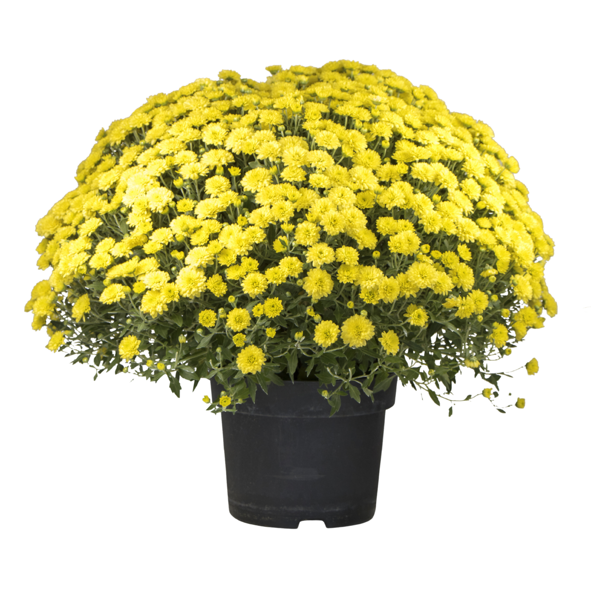 FLEURS Pomponettes différents coloris disponible en point de vente 1 pot