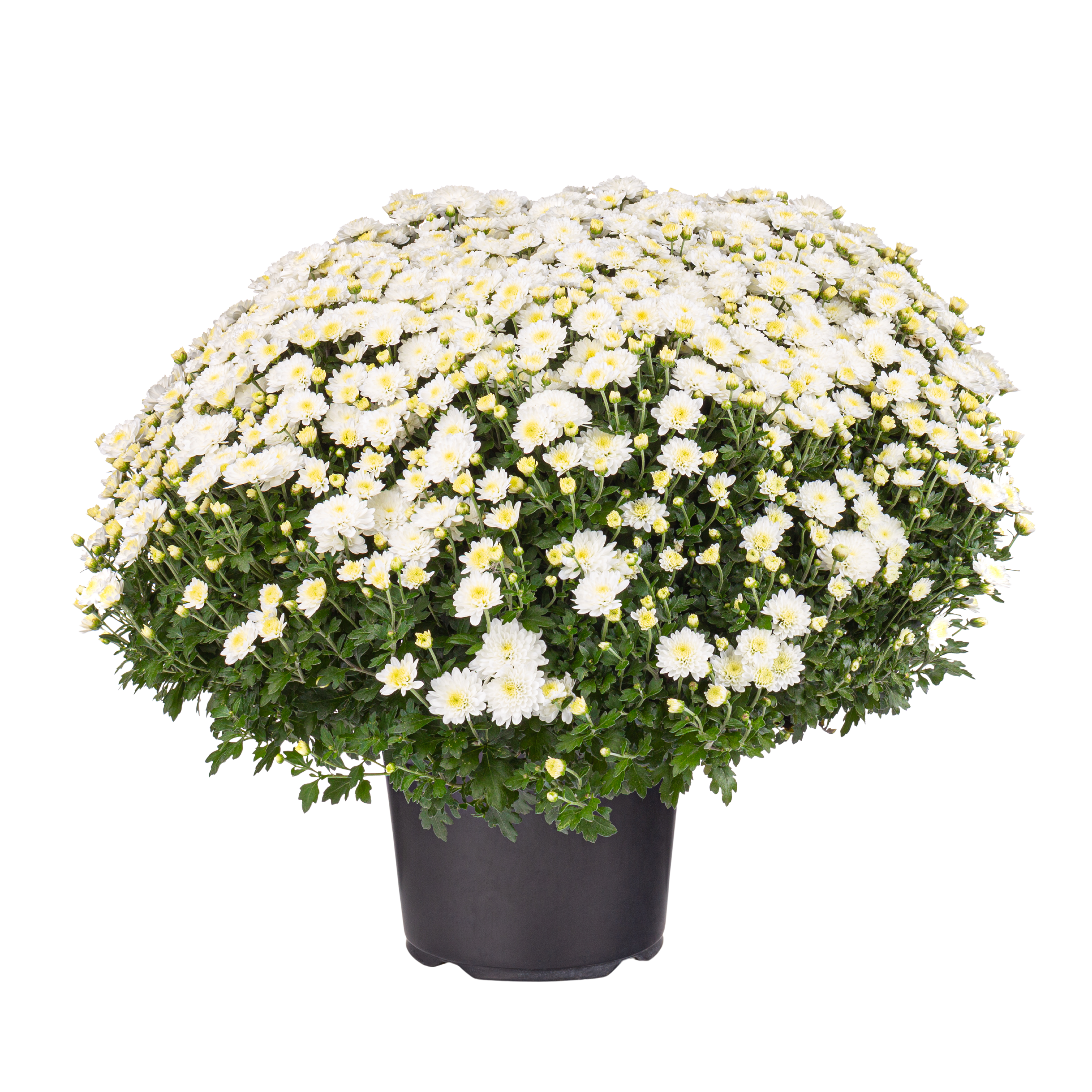 Voir la diapositive 3 : FLEURS Pomponettes différents coloris disponible en point de vente 1 pot