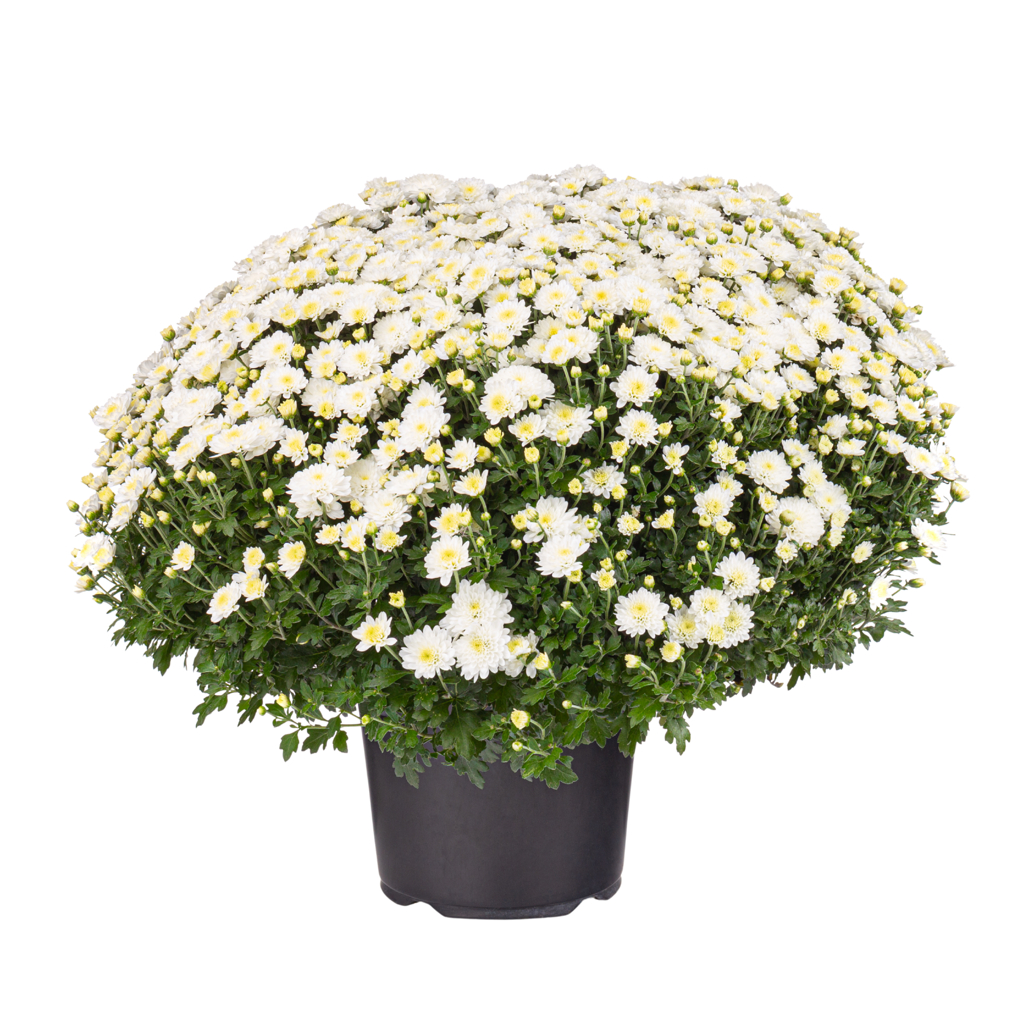 Voir la diapositive 3 : FLEURS Pomponettes différents coloris disponible en point de vente 1 pot