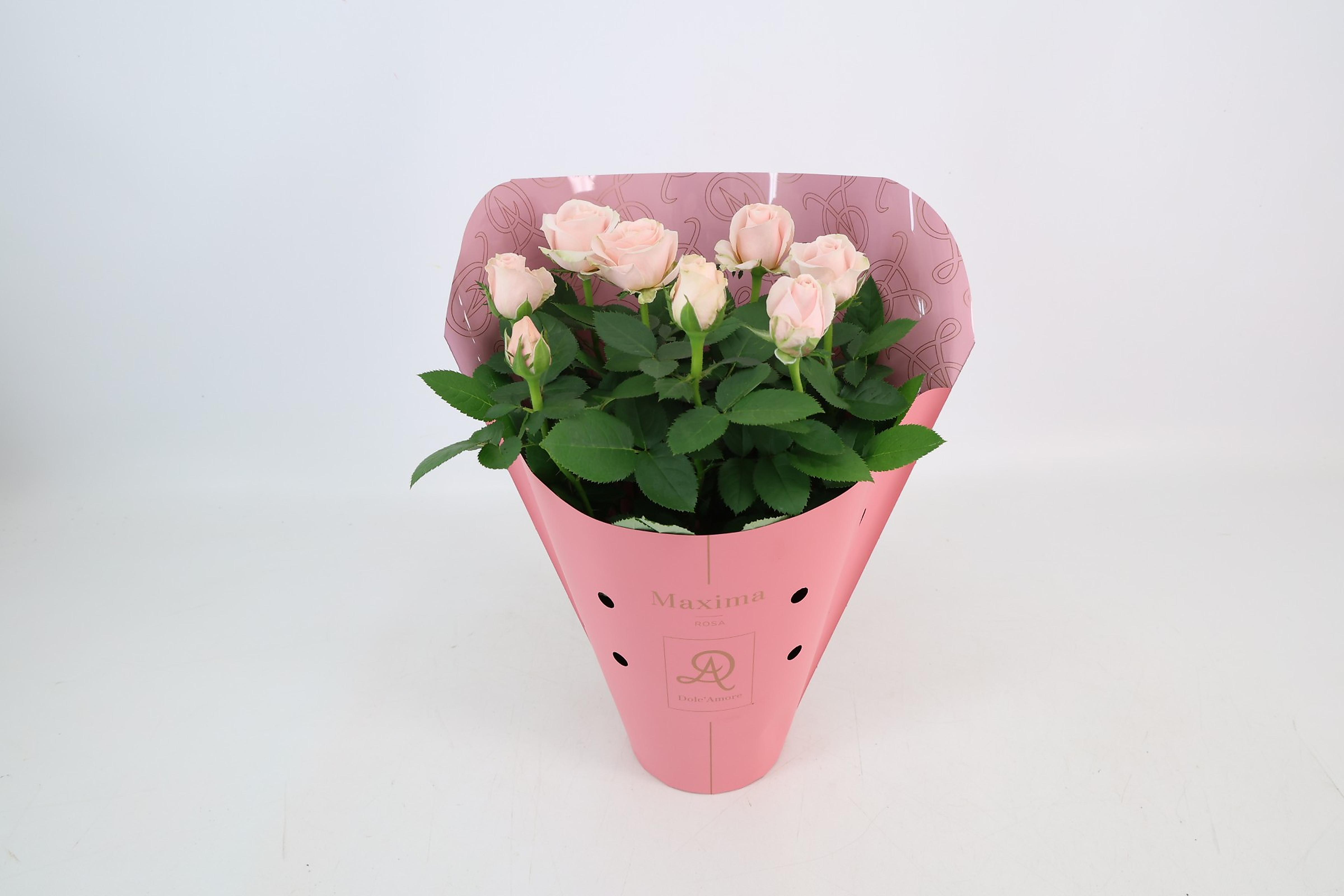 FLEURS Rosier en pot 1 pot 