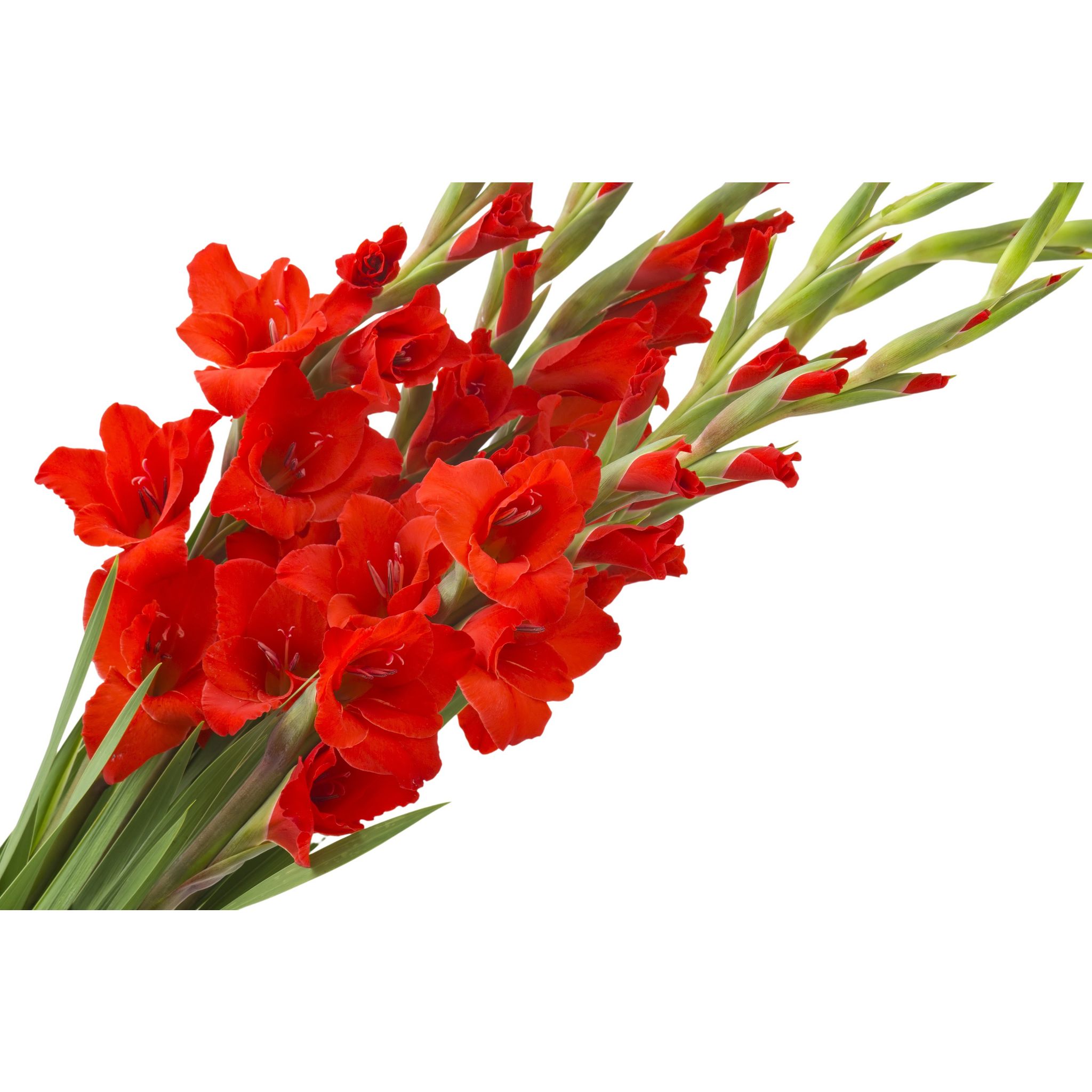 FLEURS Bouquet de 5 glaieuls rouge 1 bouquet