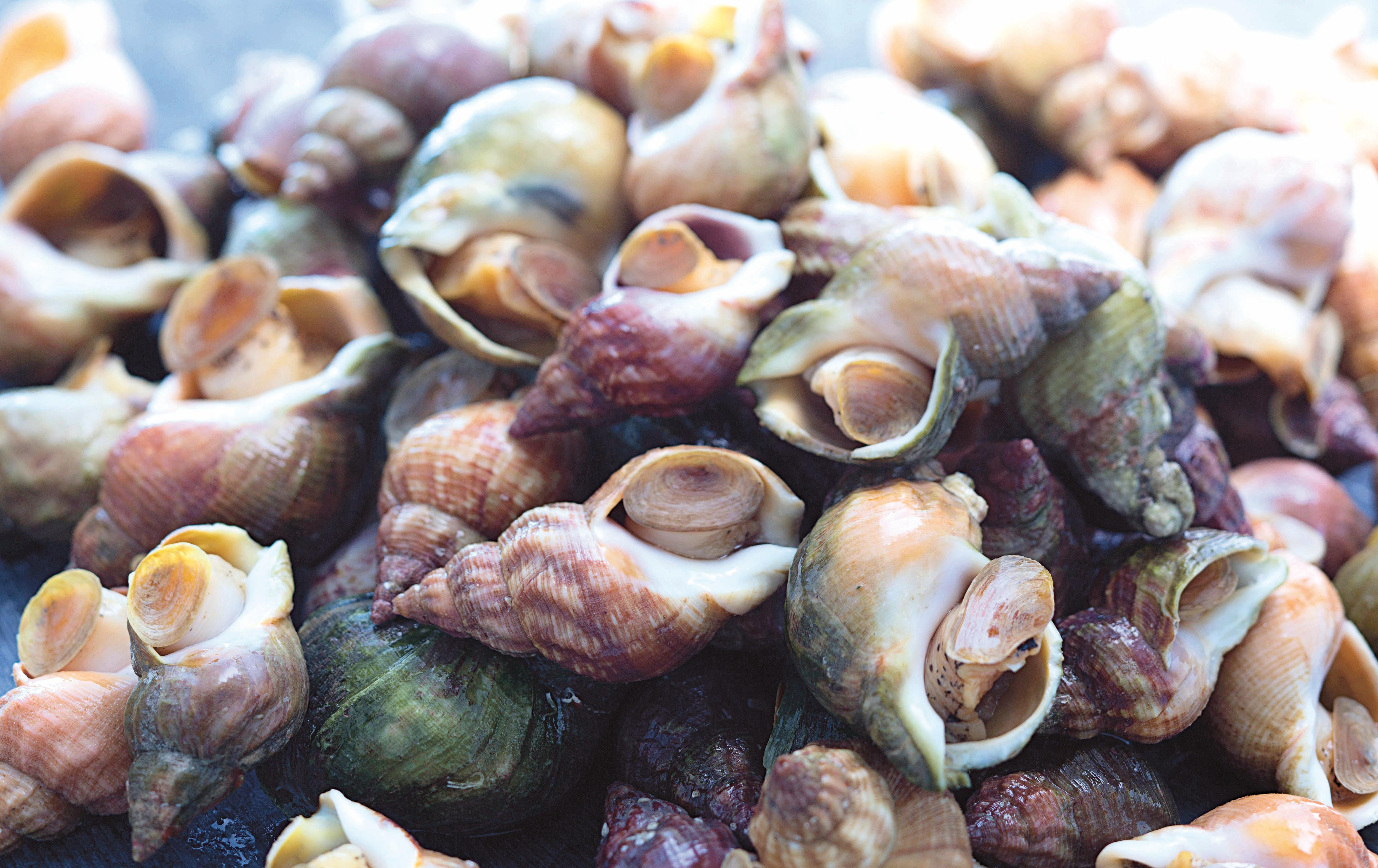 MON POISSONNIER Bulots vivants 230 g à 270 g
