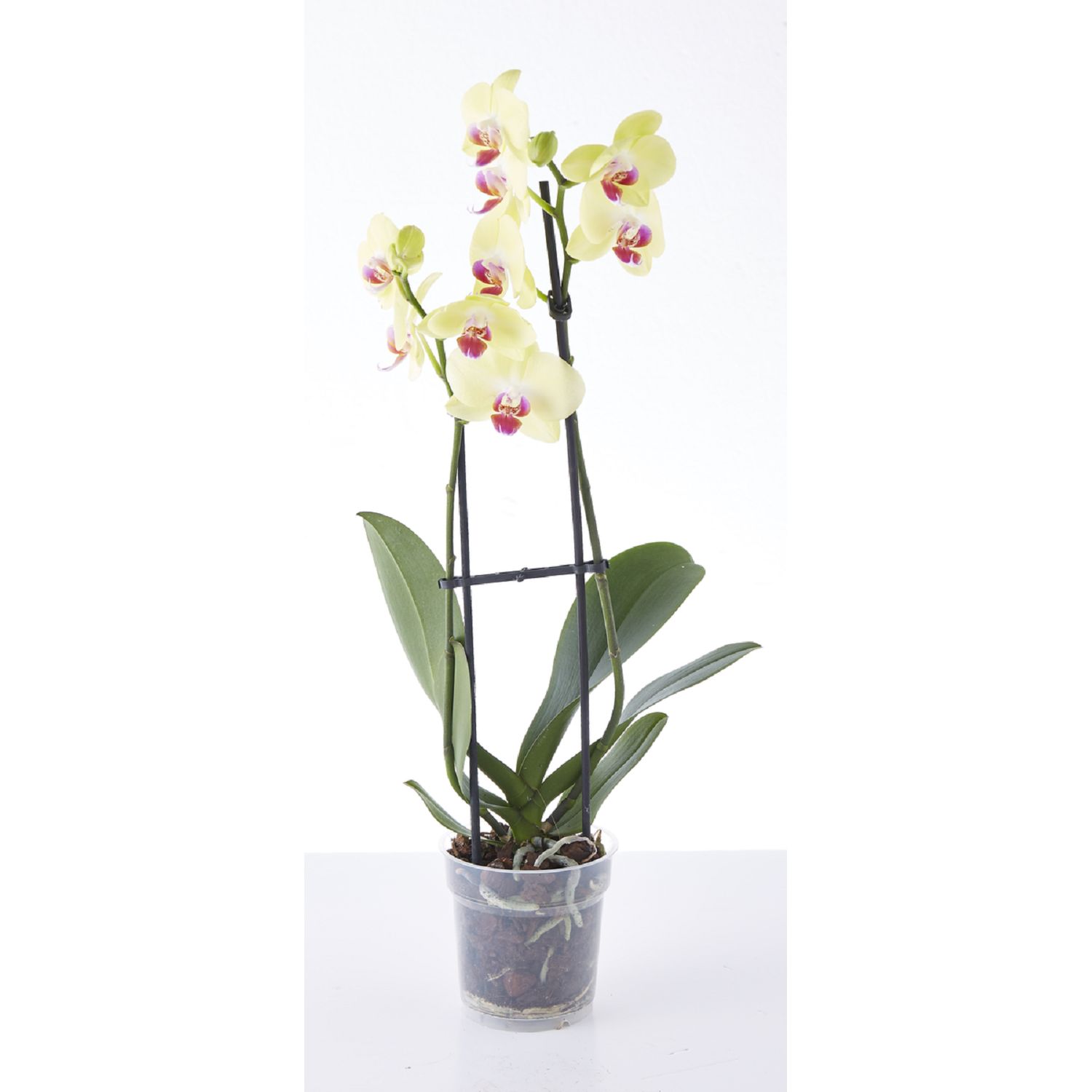 Phalaenopsis 2 branches en pot 1 pièce