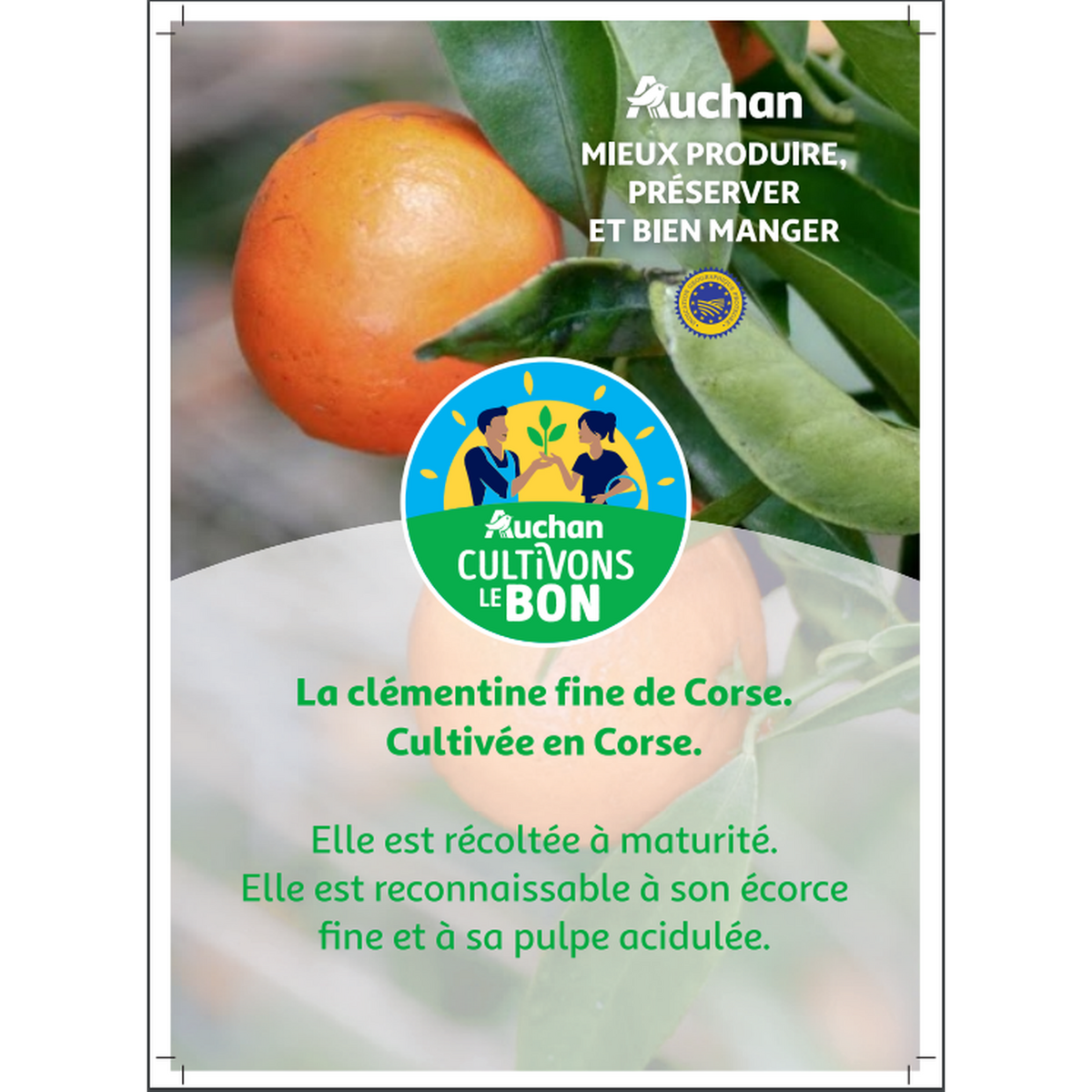 CULTIVONS LE BON Clémentines corses IGP avec feuilles  2kg
