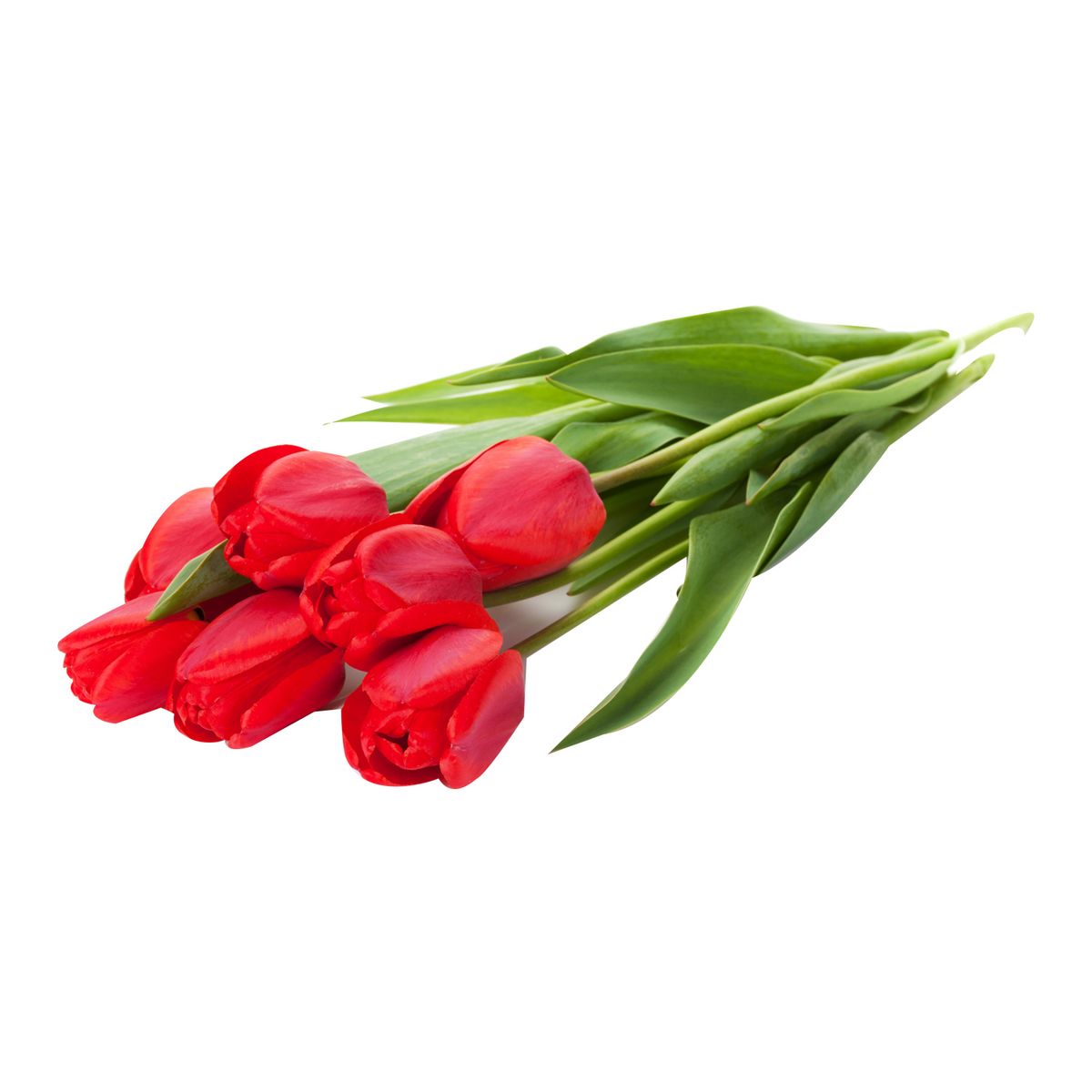 Bouquet de 10 tulipes rouges 1 pièce