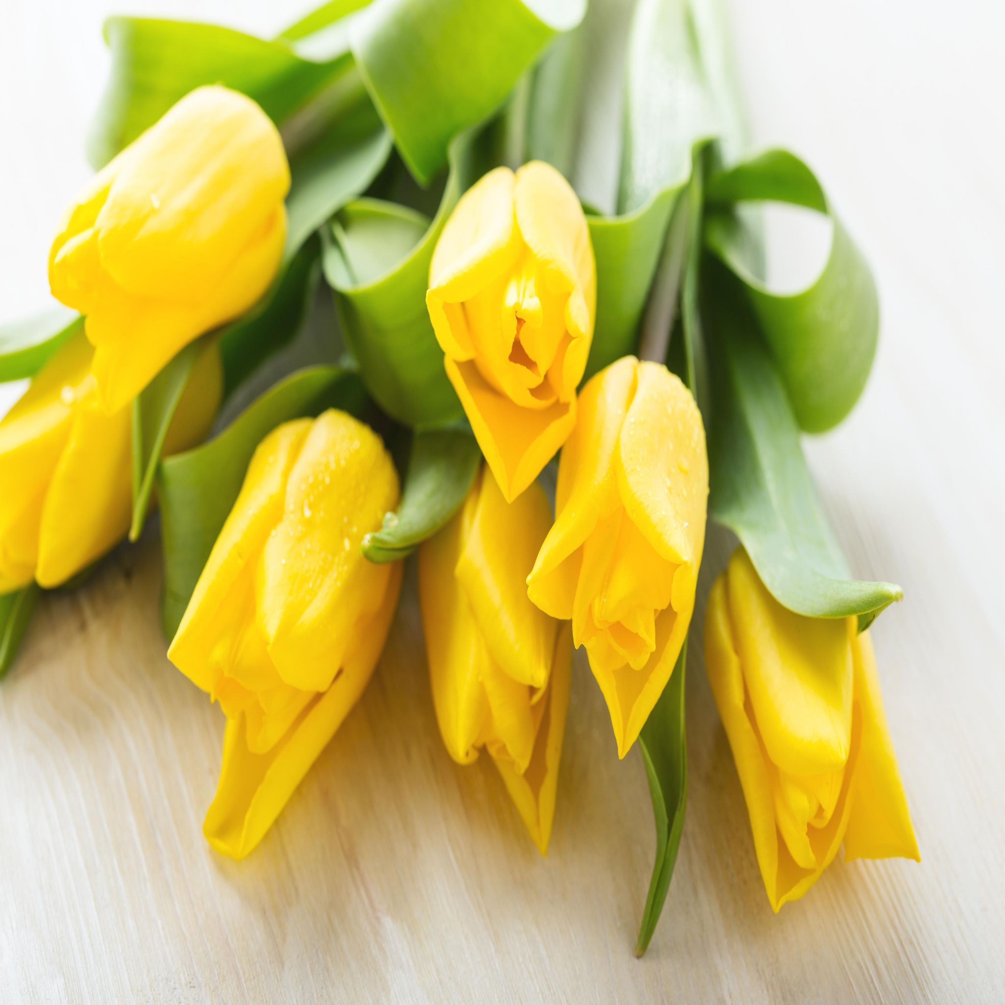 FLEURS bouquet de 7 tulipes 1 bouquet