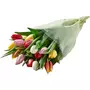 FLEURS Bouquet de 15 tulipes arlequin + housse 1 bouquet