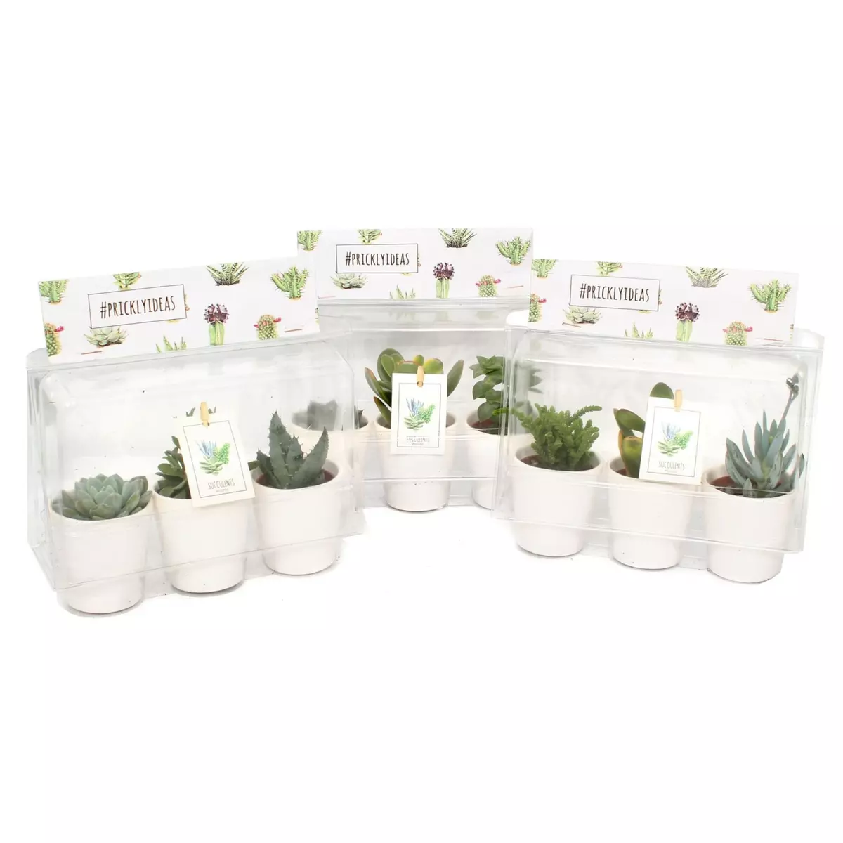 Plantes - Succulentes mix trio céramique blanche 1 pièces