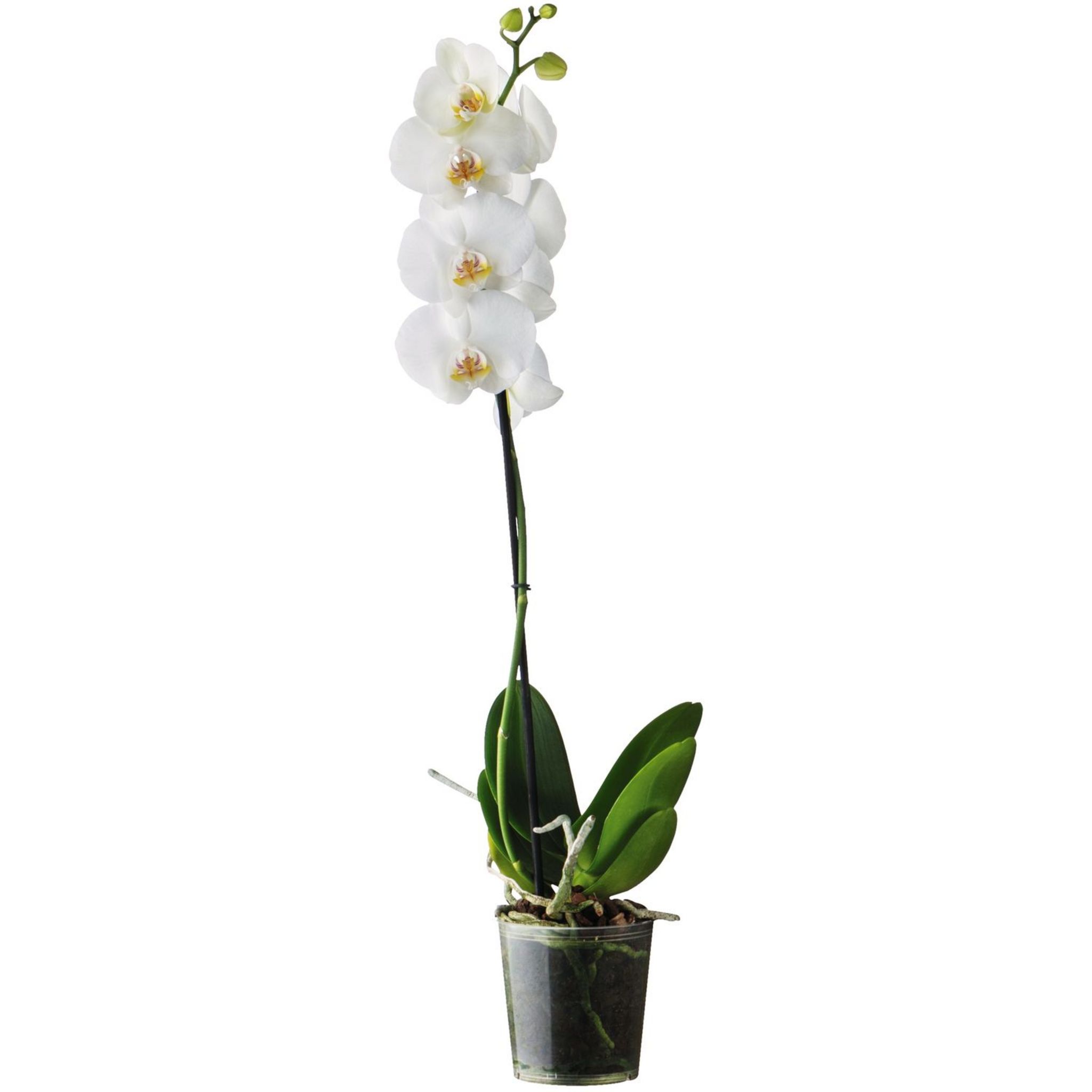 Phalaenopsis 1 branche en pot 1 pièce