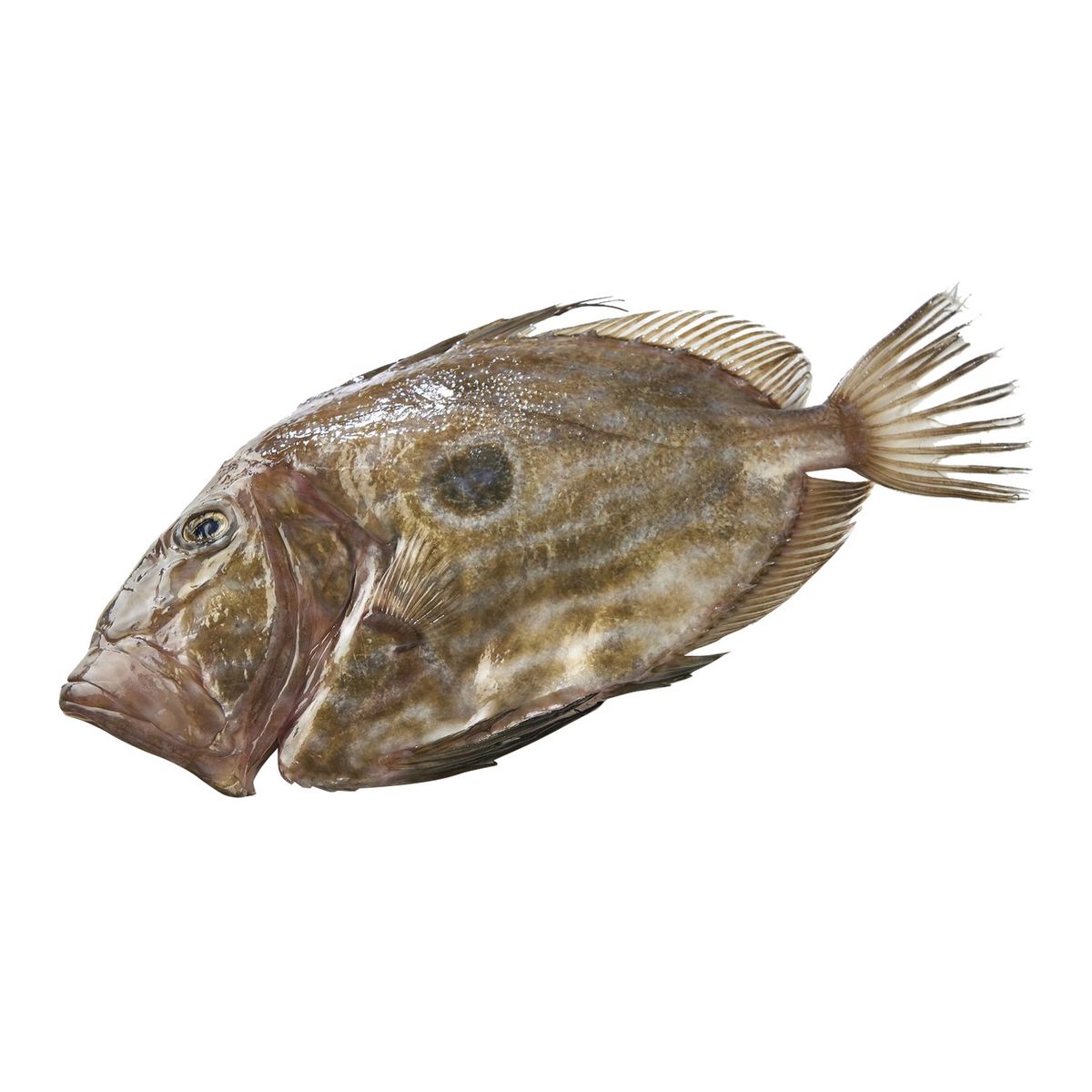 LA MARÉE DU JOUR St Pierre vidé et gratté avec tête issu de la pêche pièce 1,4kg