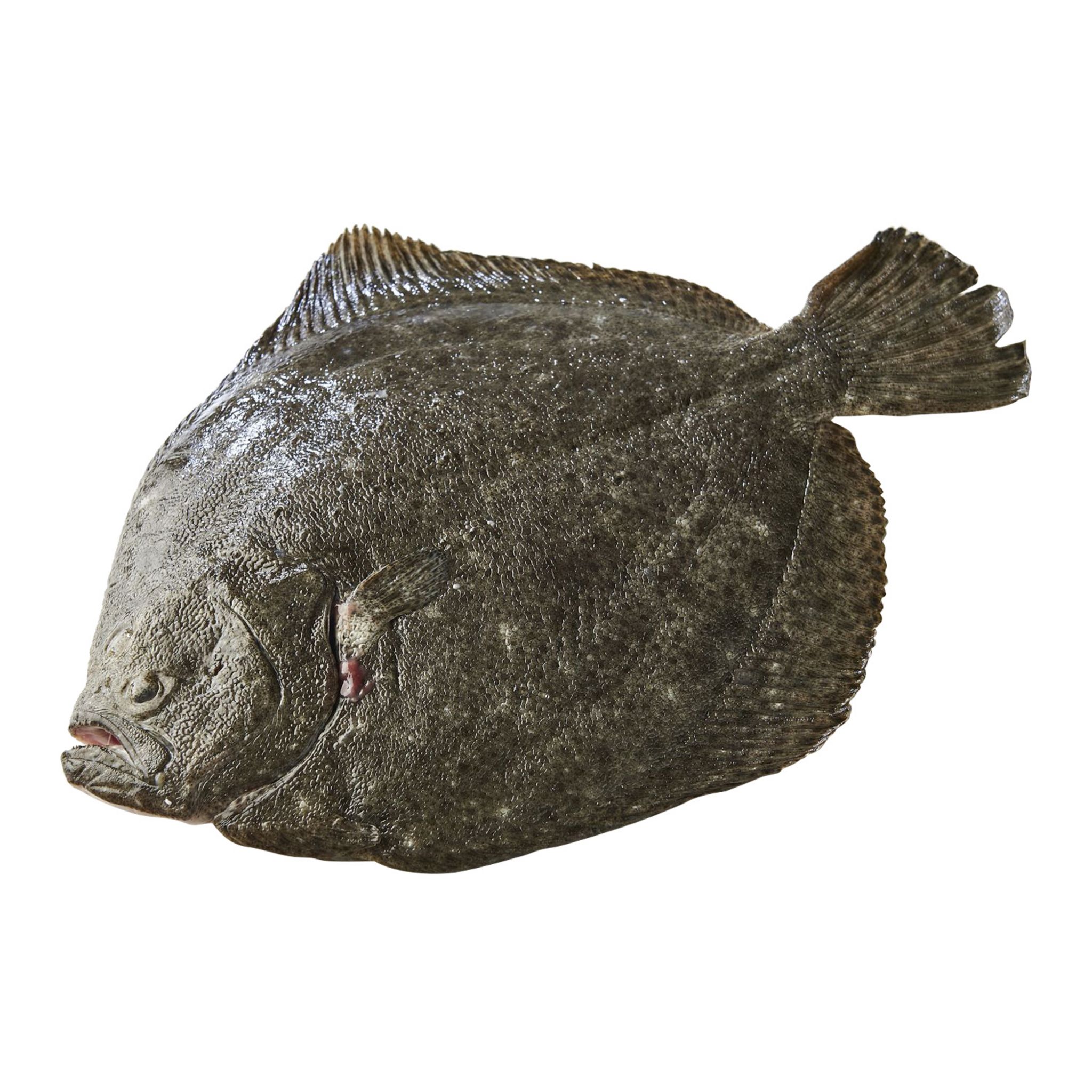 LA MARÉE DU JOUR Turbot vidé gratté avec tête pièce 1 pièce 1,3kg