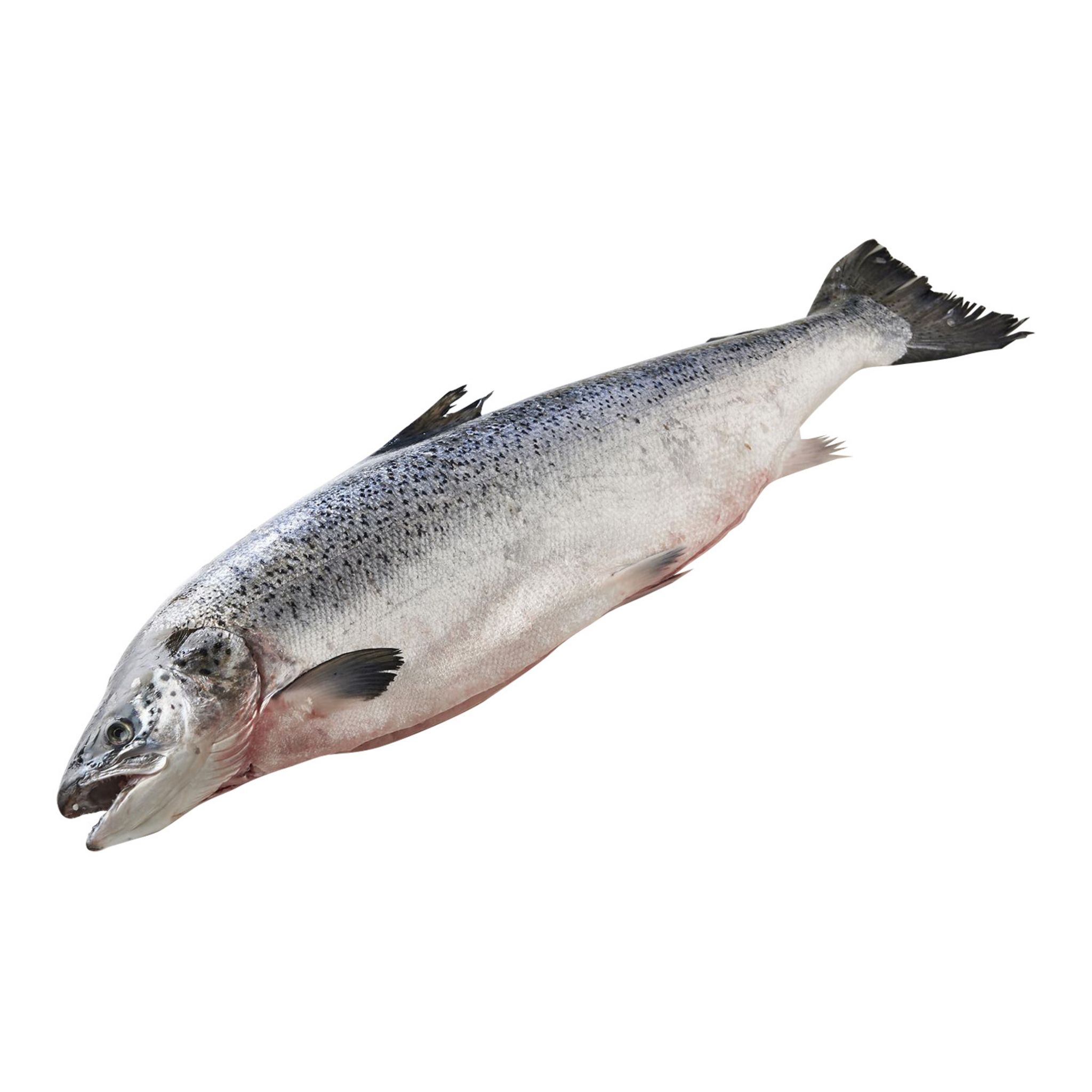 LA MARÉE DU JOUR Saumon vidé avec tête Atlantique Ecosse Filière Responsable pièce 1 pièce 4,5kg