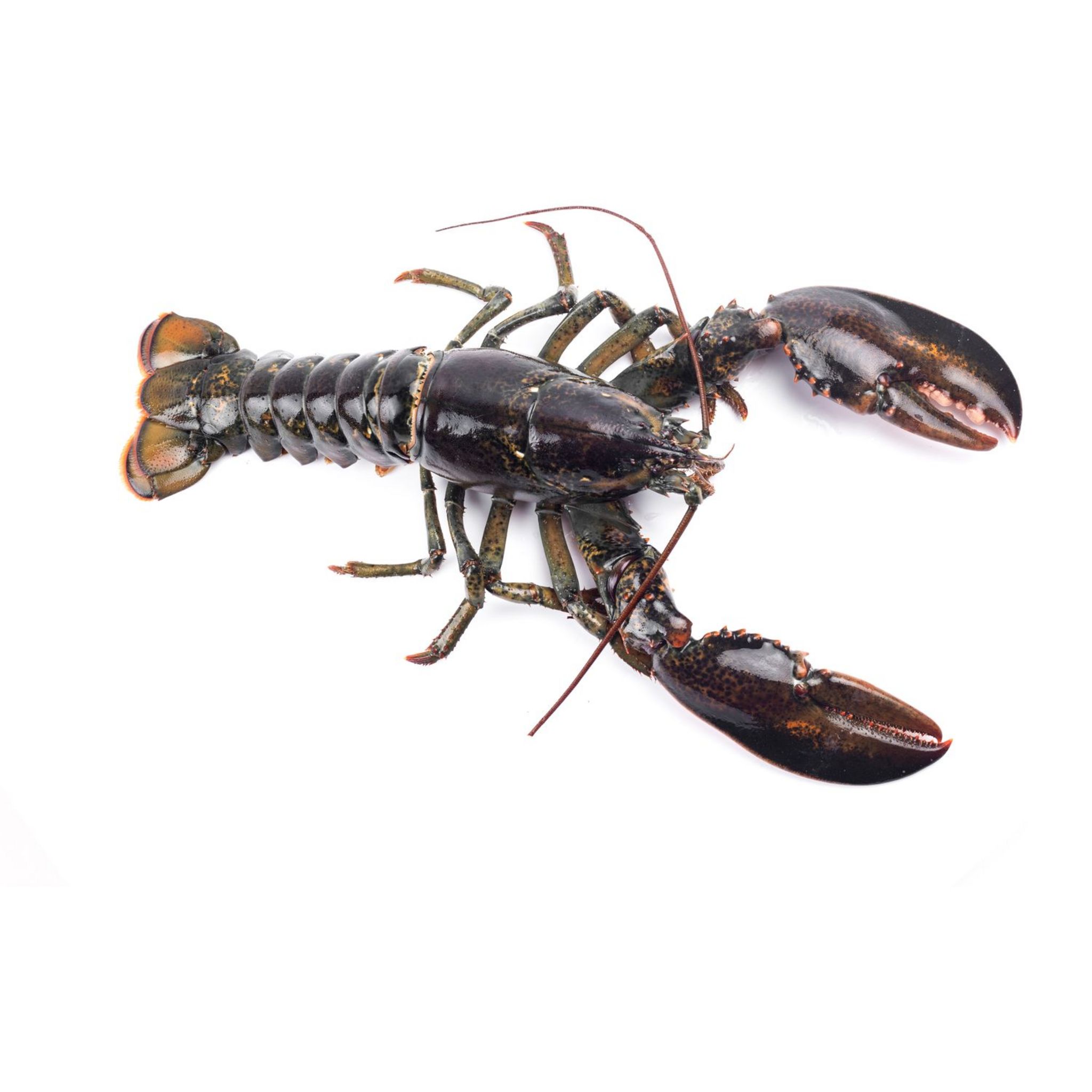 LA MARÉE DU JOUR Homard européen vivant 1 pièce 650g