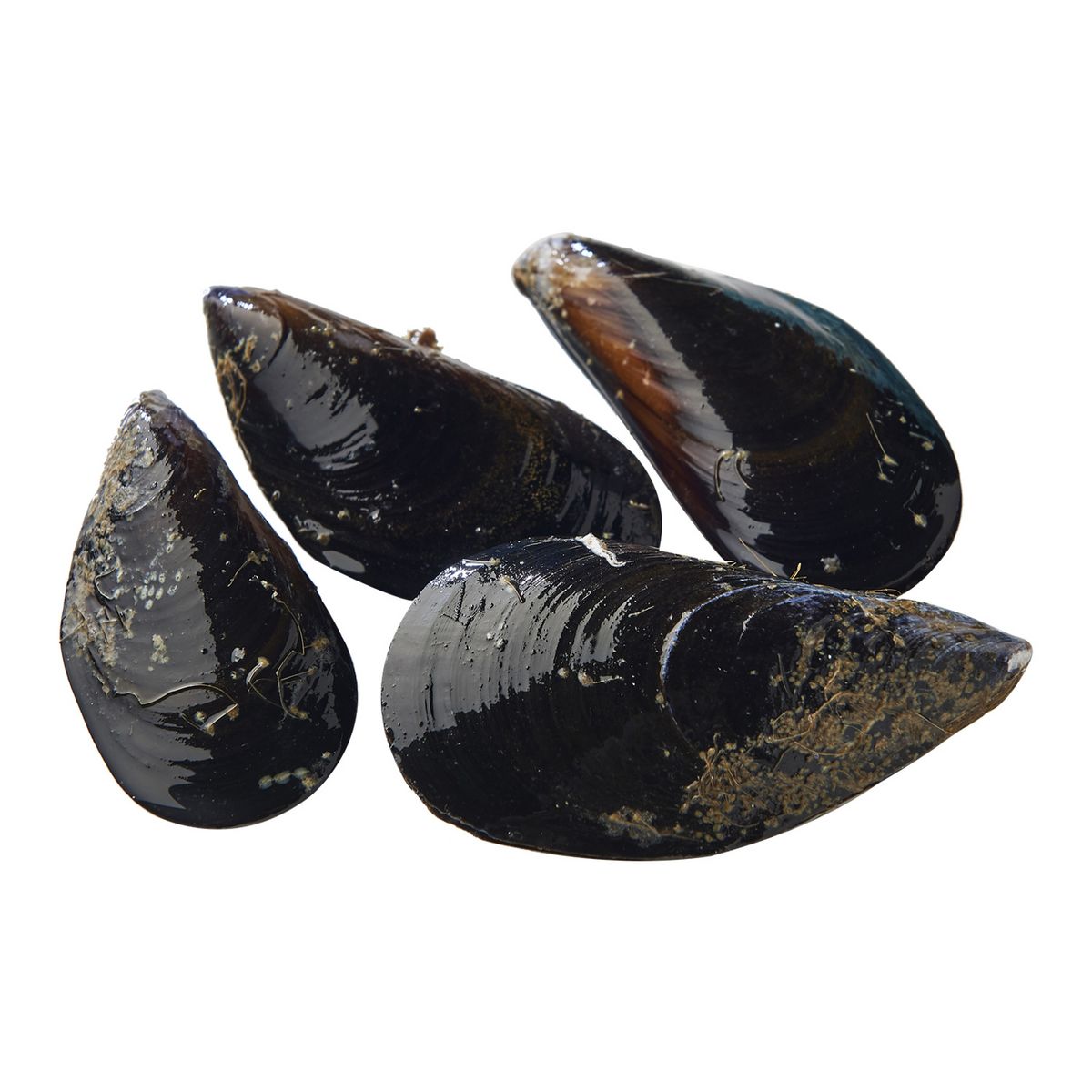 LA MARÉE DU JOUR Moule de bouchot sac de 5kg