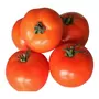 Tomates rondes bio 500g