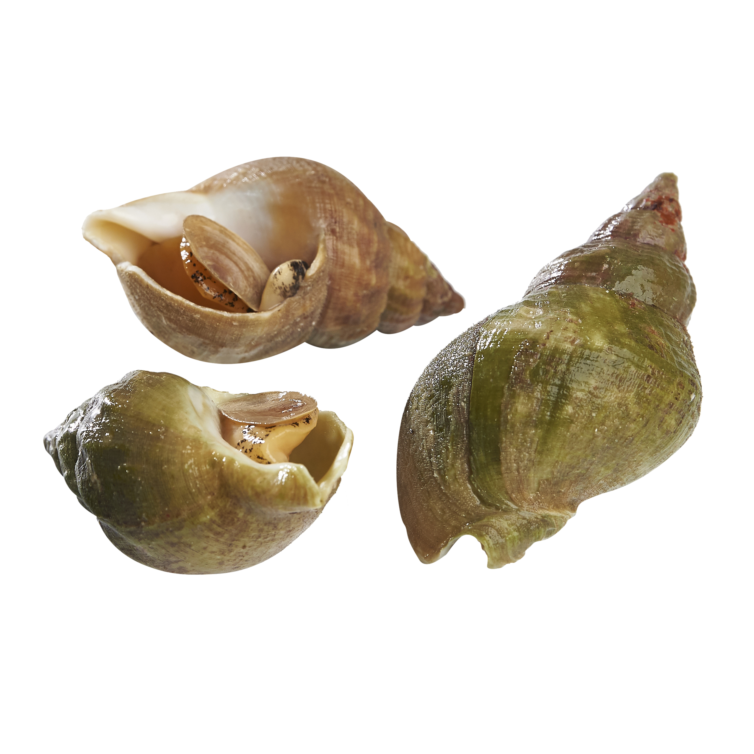 Voir la diapositive 2 : LA MARÉE DU JOUR Bulots vivants la caisse de 3 kg