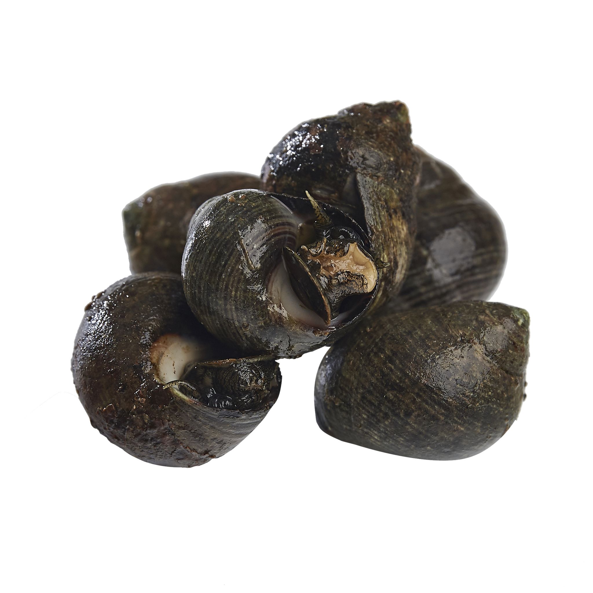 Voir la diapositive 2 : LA MARÉE DU JOUR Bigorneaux vivants 200 à 250 pièces la caisse de 3 kg