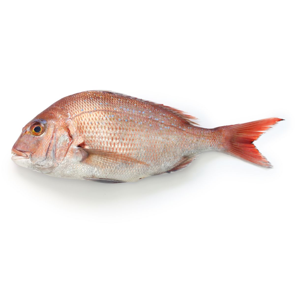 LA MARÉE DU JOUR Dorade pagrus (pagre d'élevage) pièce de 300 à 600g la caisse de 3kg