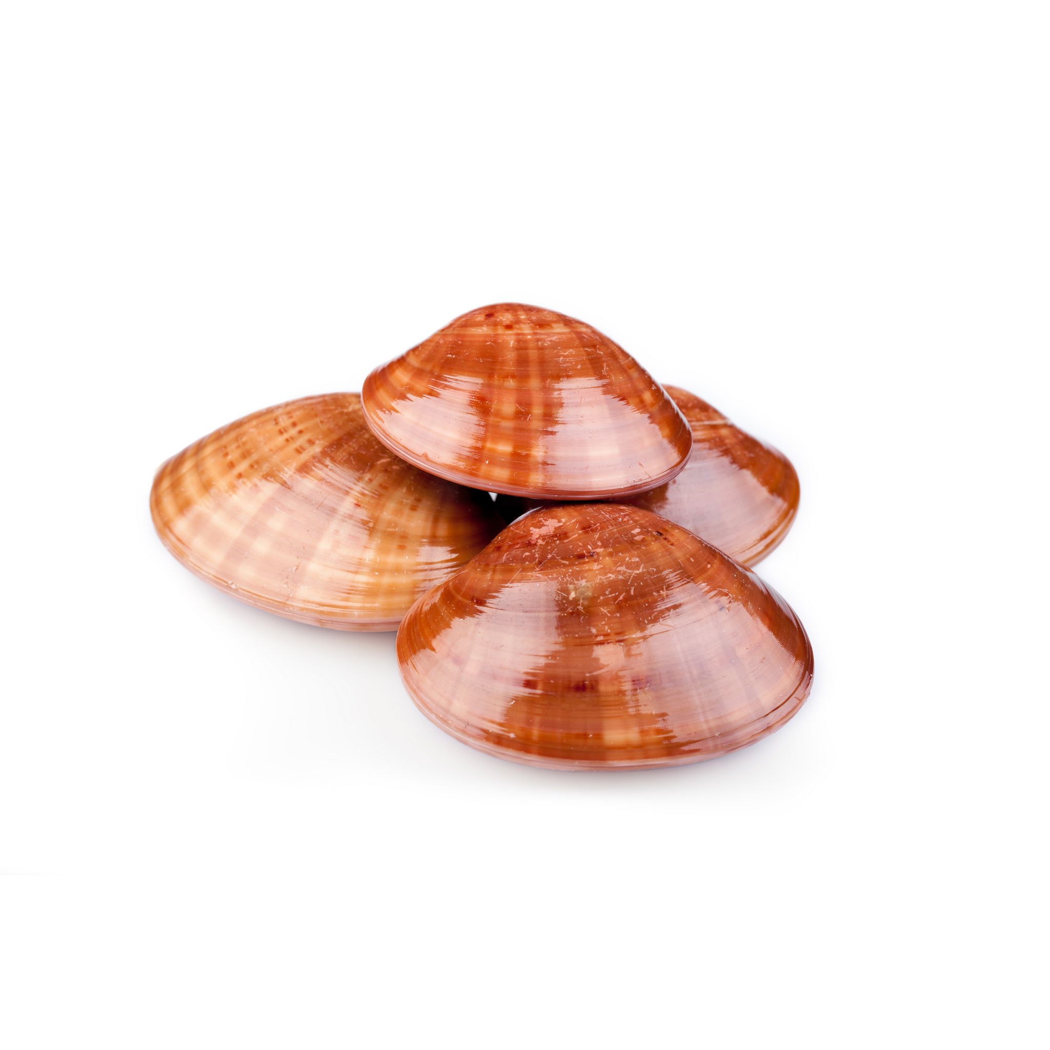 LA MARÉE DU JOUR Vernis pêche le colis de 1 kg