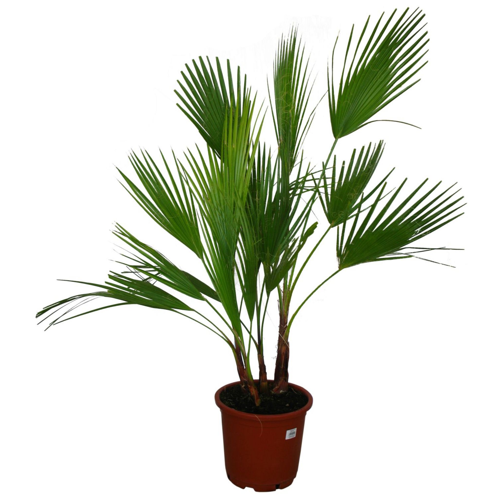 Washingtonia - Pot 5L - H80-100cm