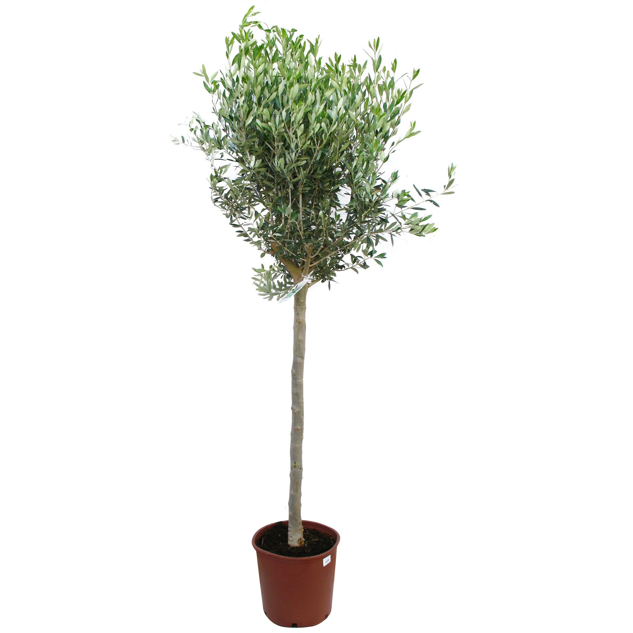 Olea europaea olivier 15L pot 30cm tronc10/12-175/200