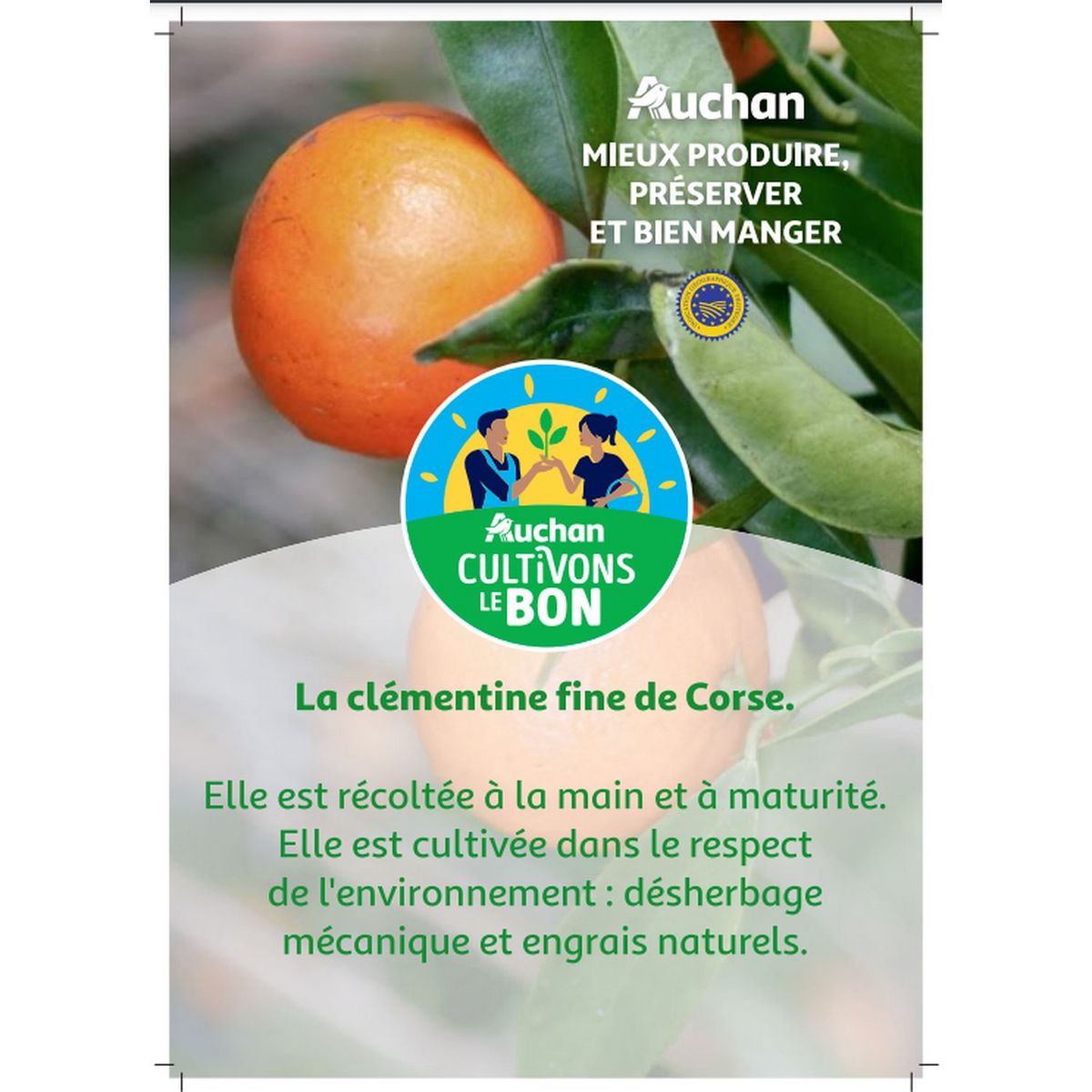 CULTIVONS LE BON Clémentines Corse avec feuilles 1,5kg